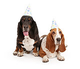 Basset Hound Dogs Wearing Birthday Hats 