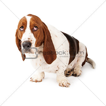 Guilty Looking Basset Hound