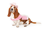 Basset Hound Dog Wearing a Pink Cowboy Outfit