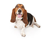 Basset Hound Dog Isolated on White
