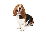 Basset Hound Dog Looking to the side