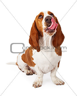 Basset Hound Looking Up Licking Lips