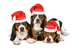 Basset Hound Puppies Wearing Santa Hats