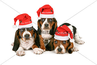 Basset Hound Puppies Wearing Santa Hats