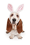 Basset Hound Dog Wearing Bunny Ears 