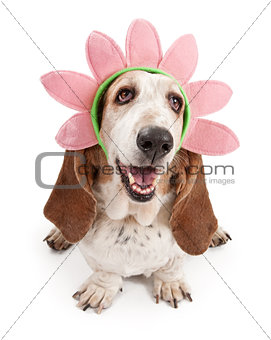 Basset Hound Dog Wearing a Flower Head Band