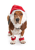 Basset Hound Dog Wearing Santa Outfit