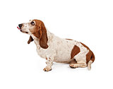 Basset Hound Dog With tongue Sticking Out Stock Photo