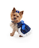 Beautiful Dress on Cute Yorkshire Terrier Dog