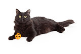 Beautiful Long Haired Black Cat Laying With Orange Toy 