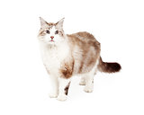Beautiful Ragdoll Cat Standing