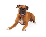 Boxer Dog Laying Happy Expression