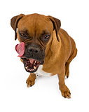 Boxer Dog licking lips
