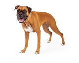 Boxer Dog Standing and Looking Into Camera
