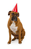 Boxer Dog Wearing Red Birthday Hat
