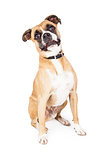 Boxer Mixed Breed Funny Expression