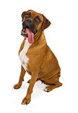 Boxer Dog With Long Tongue Hanging Out