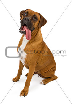 Boxer Dog With Long Tongue Hanging Out