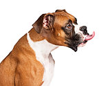 Boxer Dog Sticking Tongue Out 