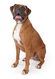 Boxer Dog With Happy Face