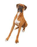 Boxer Dog With Legs Extended and Teeth Out 