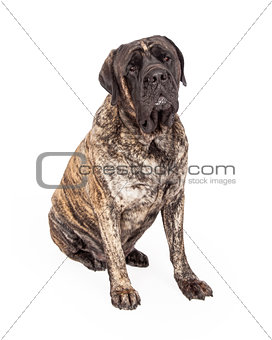 Brindle English Mastiff Dog Sitting