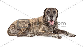 Brindle Mastiff Dog Laying Down