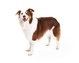 Brown and White Border Collie Standing