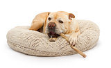 English Bulldog Mixed Breed Dog With Bully Stick