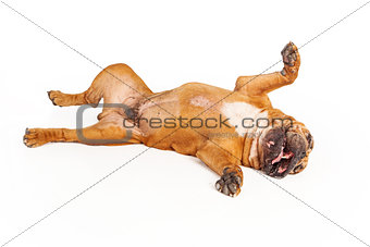 Bulldog laying on back