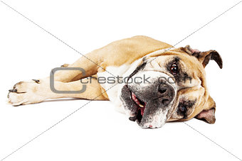 Bulldog Laying on Side