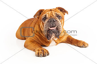 Bulldog laying with underbite