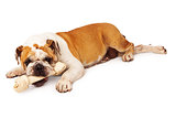 Bulldog Laying With Bone