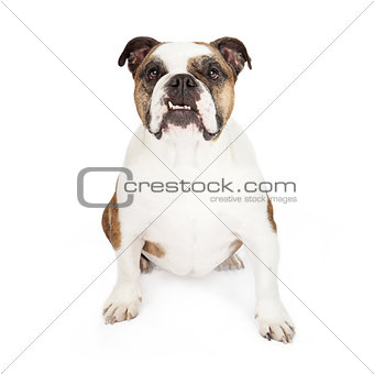 Bulldog Sitting With Underbite