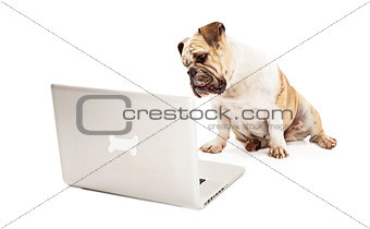 Bulldog on Computer