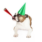 Bulldog Wearing Party Hat Blowing Horn