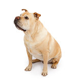 English Bulldog and Shar-Pei Mixed Breed Dog