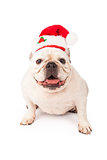 Bulldog Wearing Santa Hat