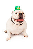 Bulldog Wearing St. Patricks Day Hat