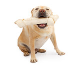 English Bulldog Mixed Breed Dog With Large Bone