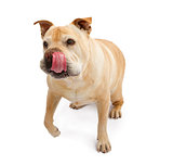 English Bulldog Mixed Breed Dog With Tongue Out
