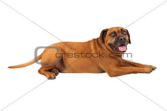Mastiff Dog Laying to Side