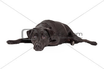 Calm Labrador Retriever Dog