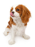 Cavalier King Charles Spaniel Dog Licking Lips