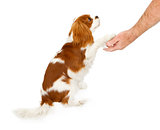 Cavalier King Charles Spaniel Dog Shaking Hands
