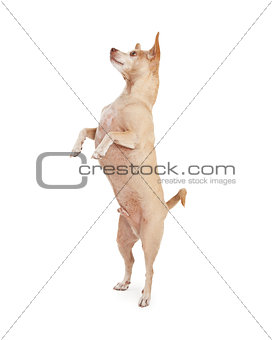 Chihuahua Dog Dancing