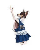 Chihuahua Dog Wearing A Blue Dress