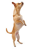 Chihuahua and Pug Mix Dog Dancing
