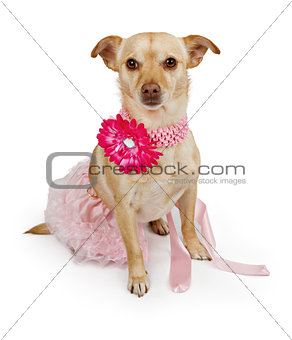 Chihuahua mix dog wearing a pink tutu and flower collar 