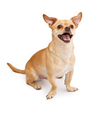 Happy Chihuahua and Pug Mix Dog Smiling